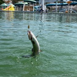かめプー　ドッカン祭りの放流日