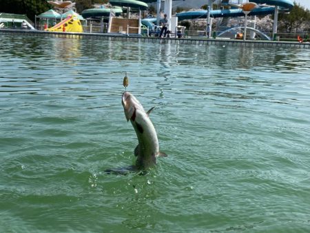 かめプー　ドッカン祭りの放流日
