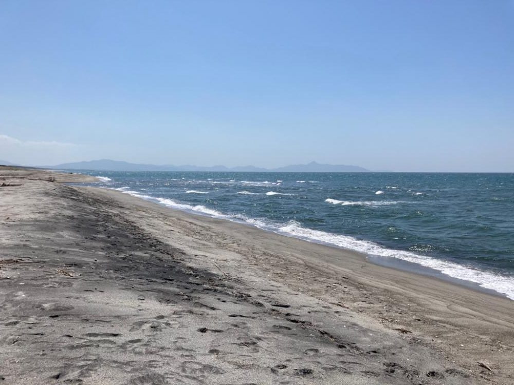 お花見フィッシング