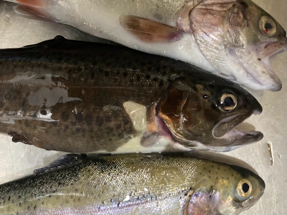 トラウトスレスレ？！