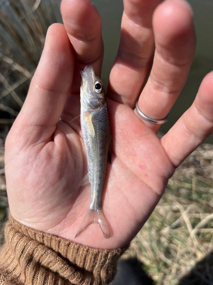 モロコと戯れる日向ぼっこ