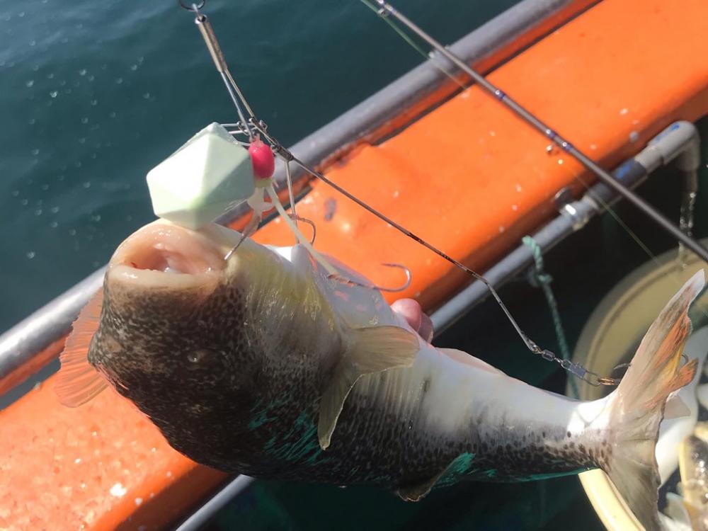 デカフグダービー参戦