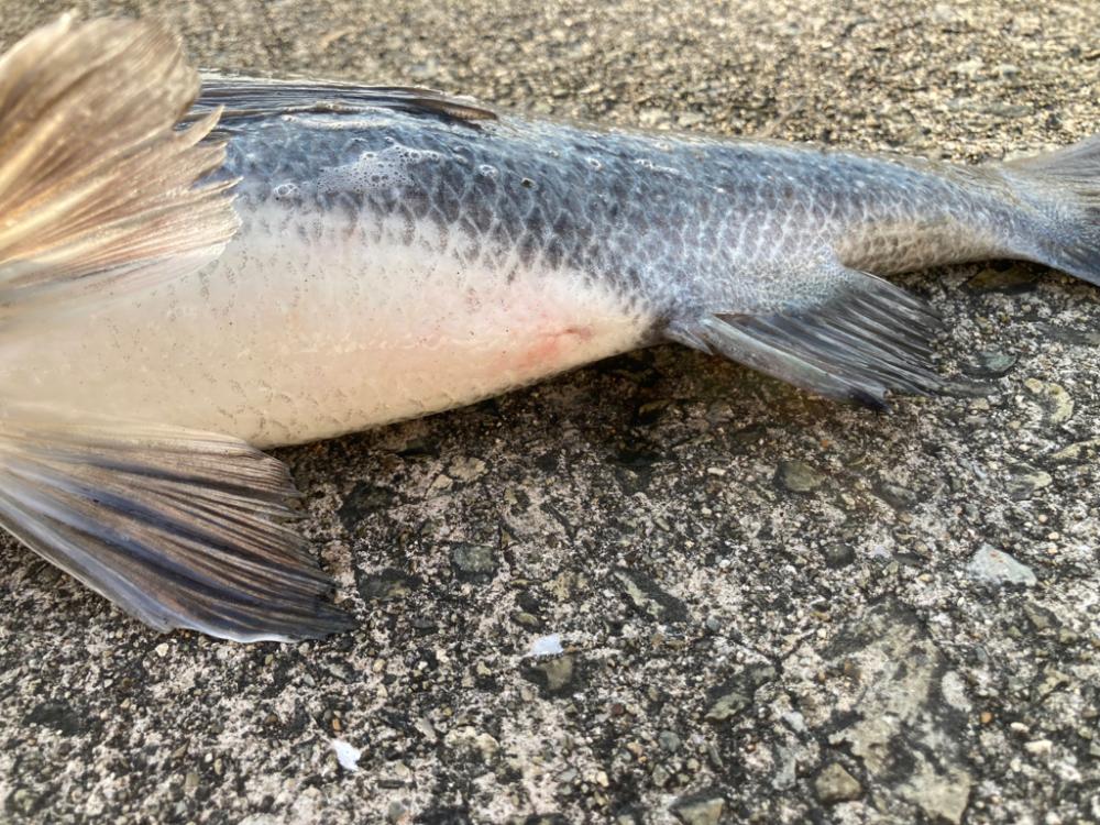 メバルのお出まし