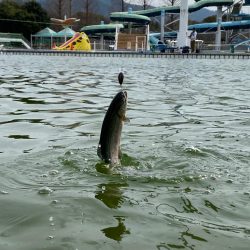 亀プー　エリアトラウト