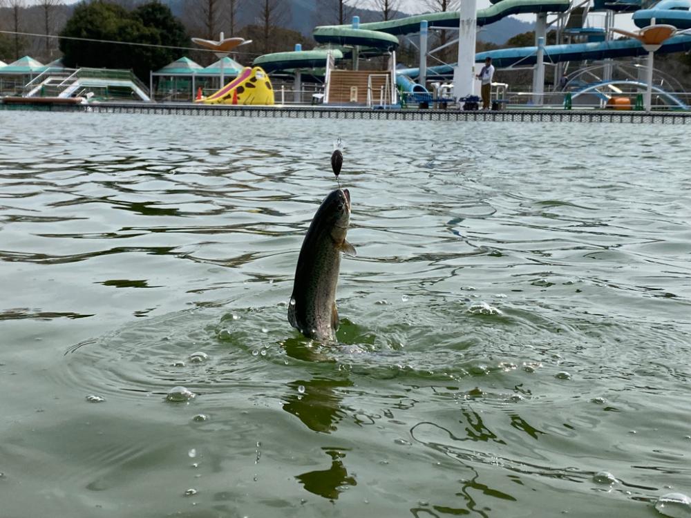亀プー　エリアトラウト
