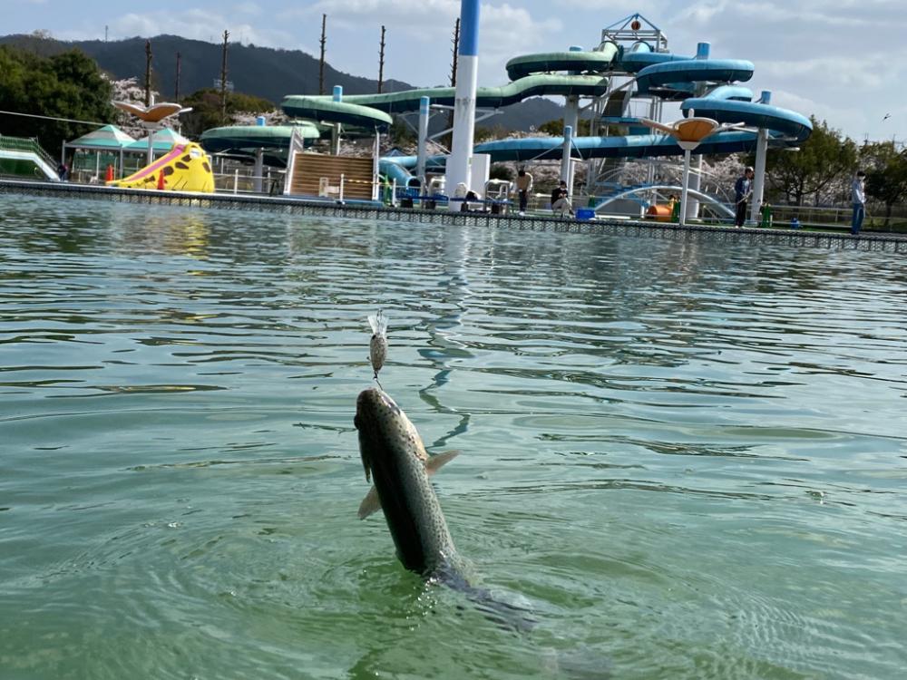 桜満開　かめプー　管釣り