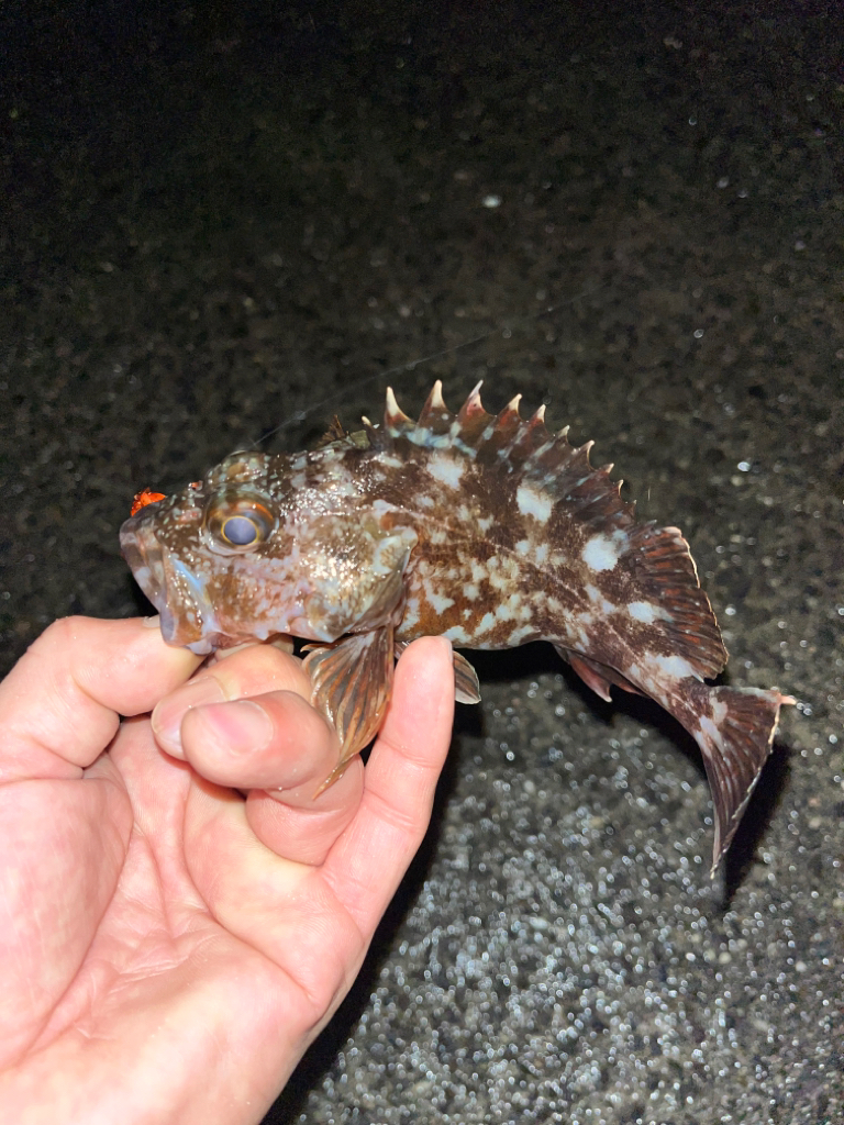 ロックフィッシュ