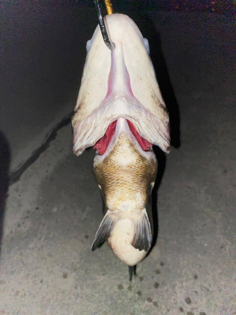 ヘチってきました