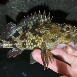 ガシラとメバル