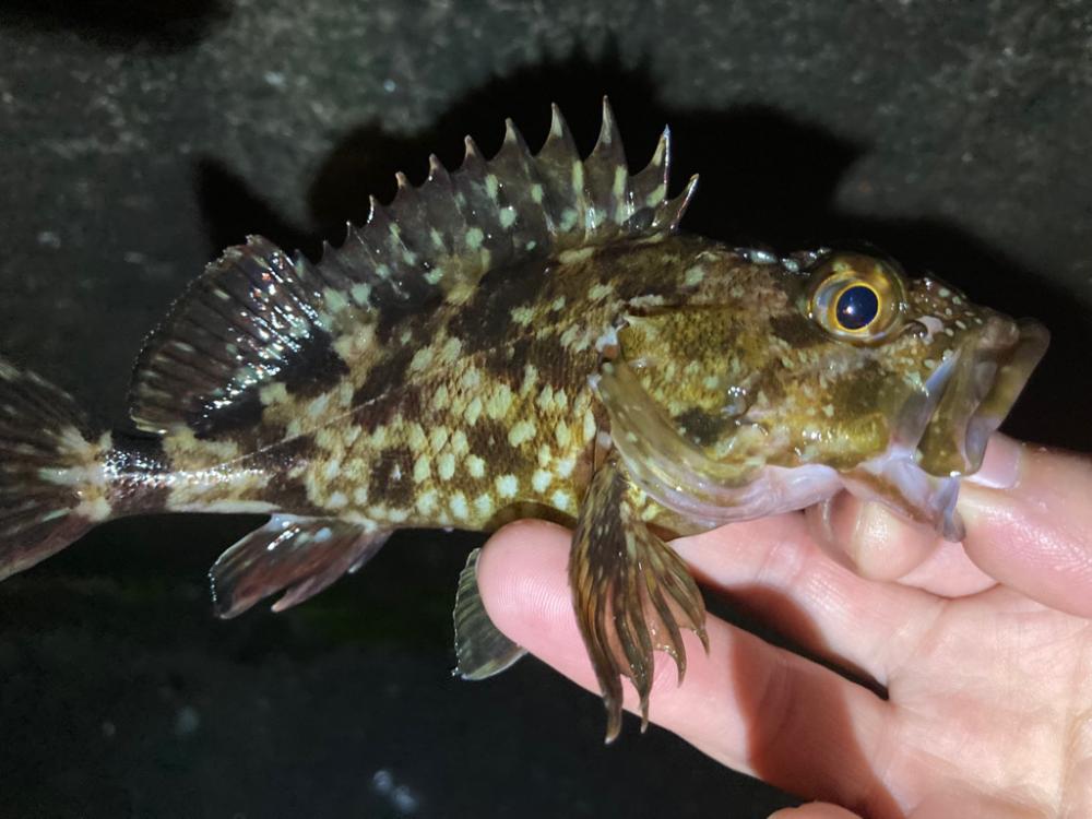 ガシラとメバル