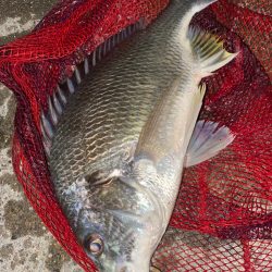 ヘチってきました