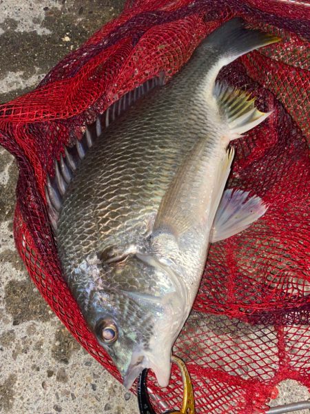 ヘチってきました