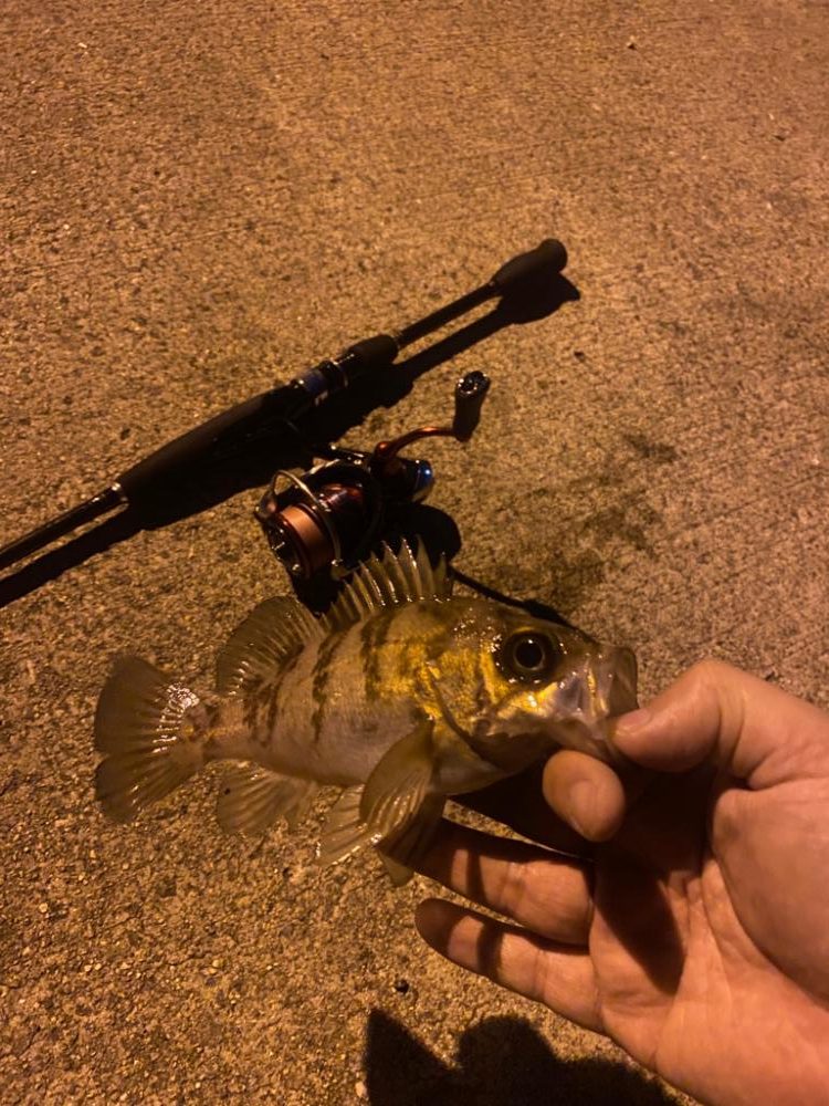 極?寒期メバリング⑦