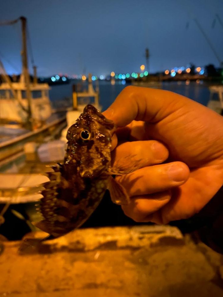 メバリングby小雨