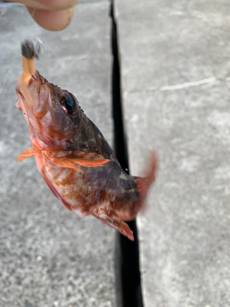 ガシラはズッ友