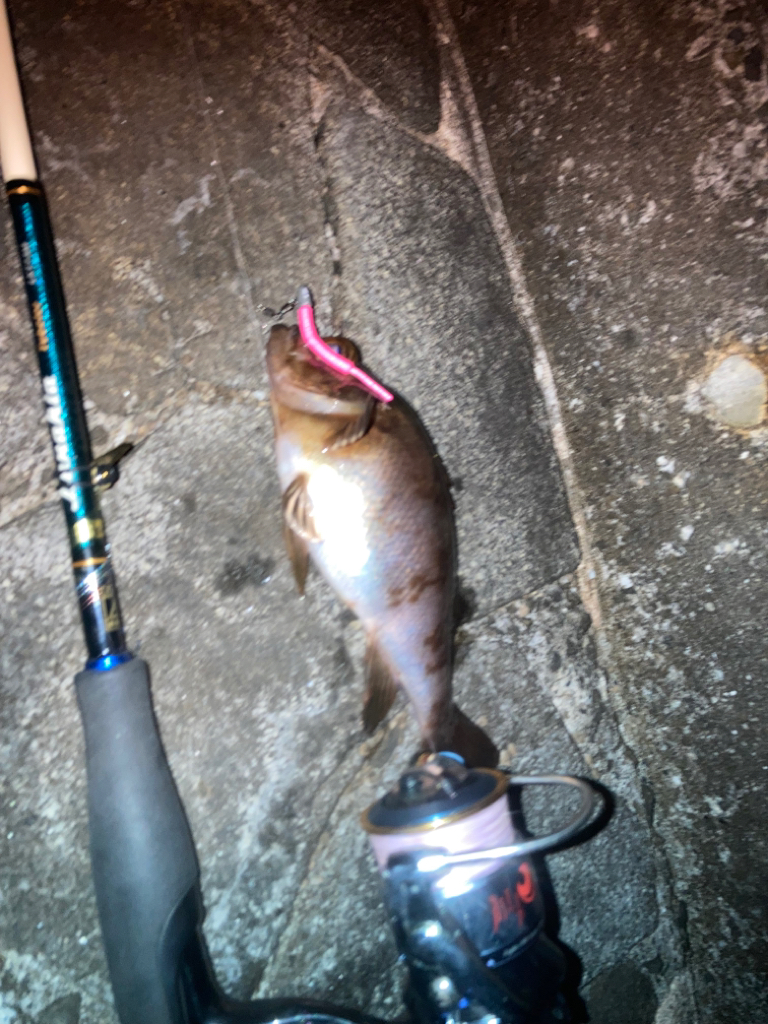 メバリング不発