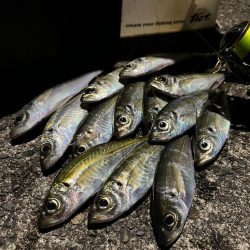 リハビリアジング