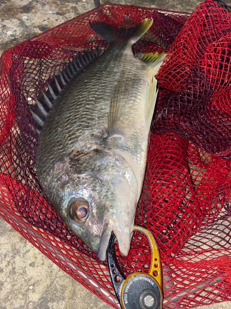 ヘチってきました