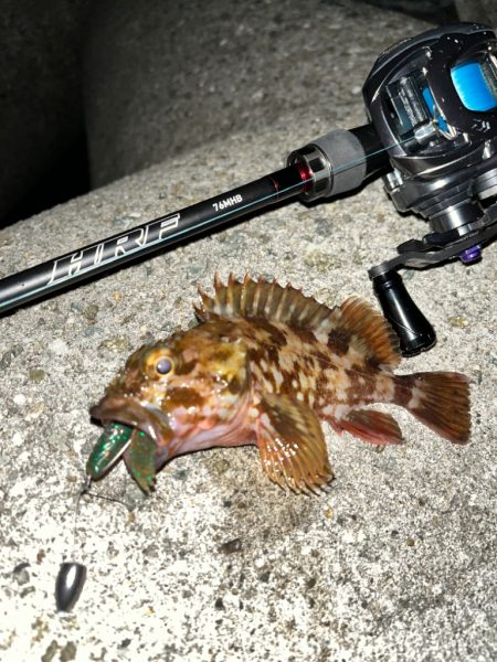 ロックフィッシュ