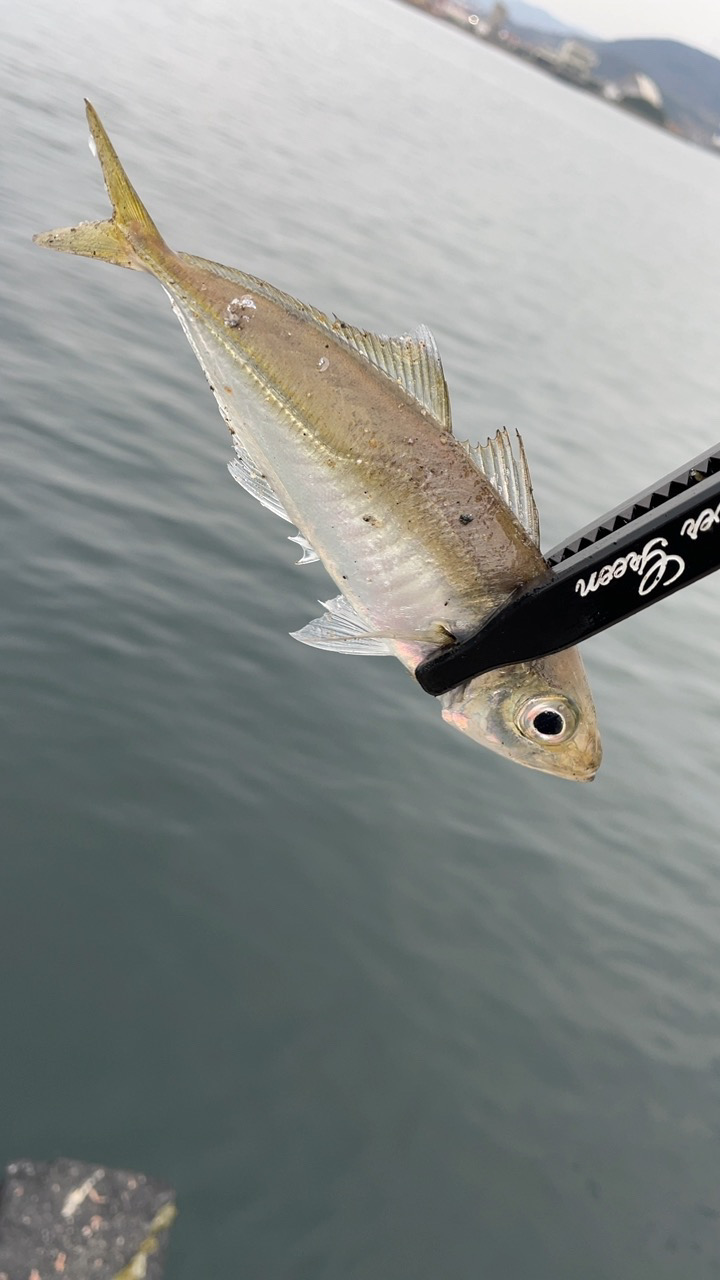 デイアジング♪