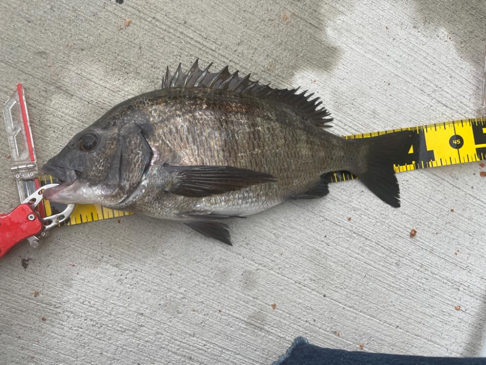 チヌ乗っ込み♪