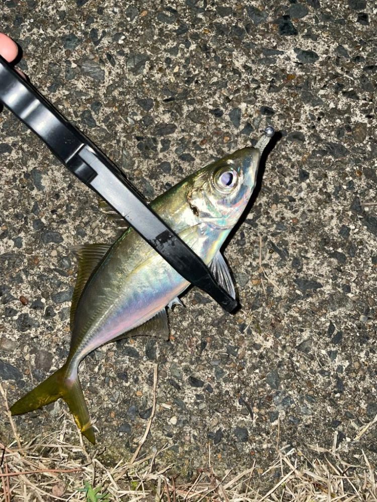 短時間アジング