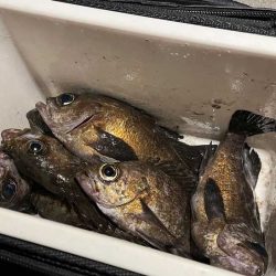 リグデザインモニター釣行