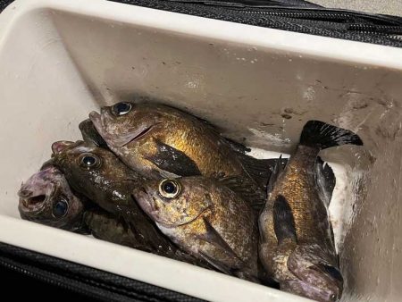 リグデザインモニター釣行