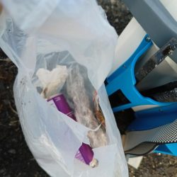 清掃活動：嬉しいコウイカ