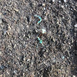 清掃活動：【田辺エリア】平日エギング(3月…