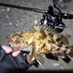 2023/03/29 南港ライトゲーム釣行