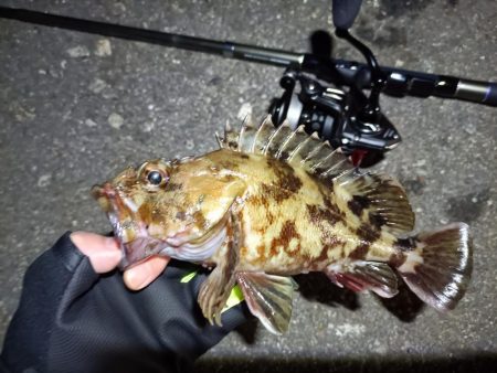 2023/03/29 南港ライトゲーム釣行…