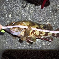 2023/03/29 南港ライトゲーム釣行