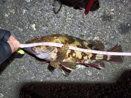 2023/03/29 南港ライトゲーム釣行