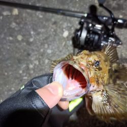 2023/03/29 南港ライトゲーム釣行