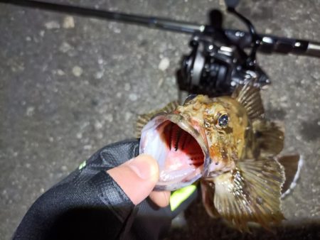 2023/03/29 南港ライトゲーム釣行