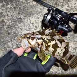 2023/03/29 南港ライトゲーム釣行