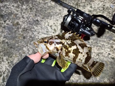 2023/03/29 南港ライトゲーム釣行