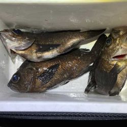 姫路メバリング激渋だけど良型ゲット！