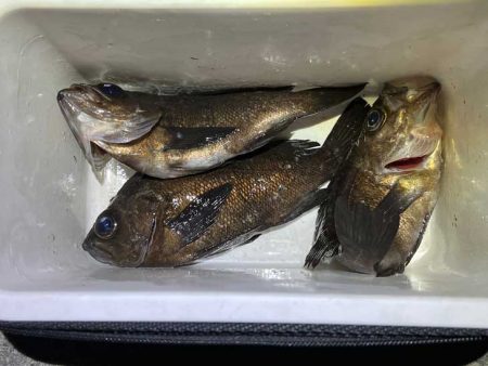 姫路メバリング激渋だけど良型ゲット！