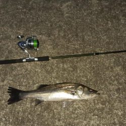 西宮　シーバス