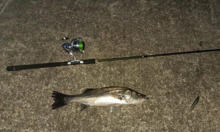 西宮　シーバス