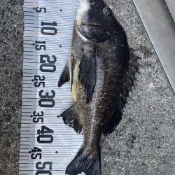 イチノ兄弟(兄)釣果!