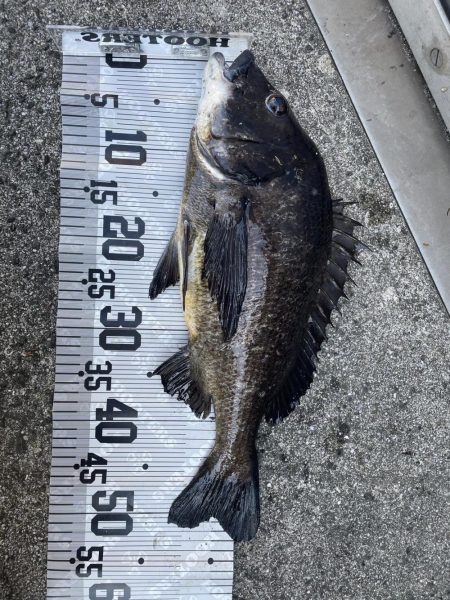 イチノ兄弟（兄）釣果！