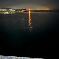 釣り場にいる猫ちゃんが気になって