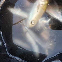 アジング　数はボチボチ、型はいまいち