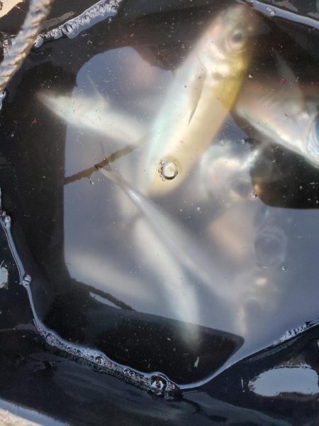 アジング　数はボチボチ、型はいまいち