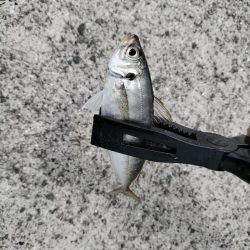 ファミリーサビキ