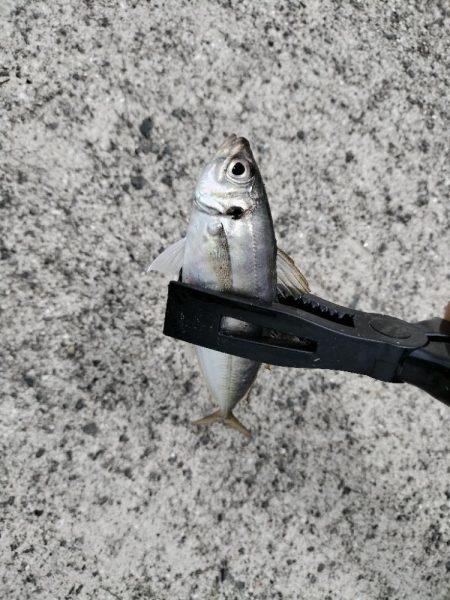 ファミリーサビキ