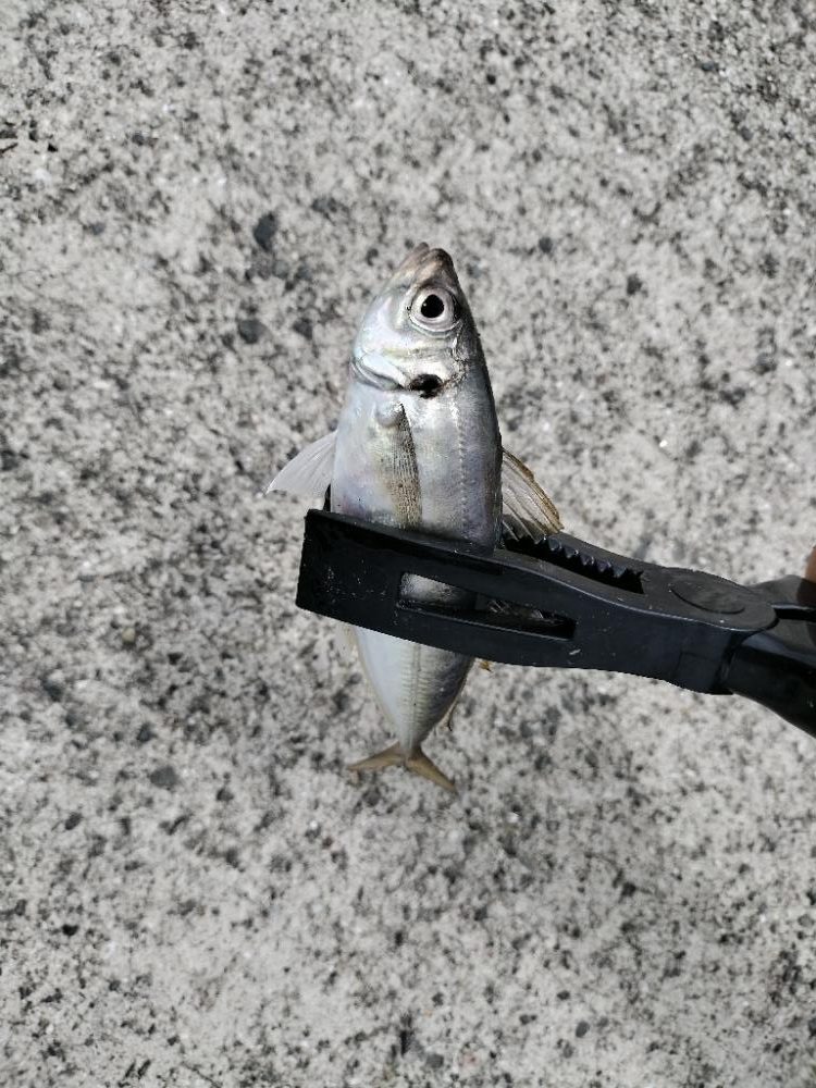 ファミリーサビキ